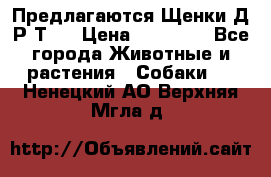 Предлагаются Щенки Д.Р.Т.  › Цена ­ 15 000 - Все города Животные и растения » Собаки   . Ненецкий АО,Верхняя Мгла д.